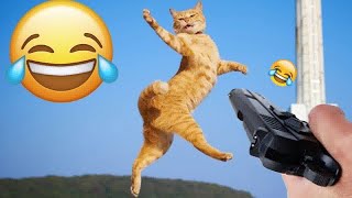 The Best of the Best! The Funniest Animal Videos of 2024 😋😻