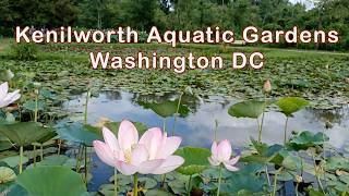 Kenilworth Park Aquatic Gardens Washington DC