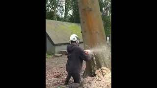 Condemned Beech Tree Removal