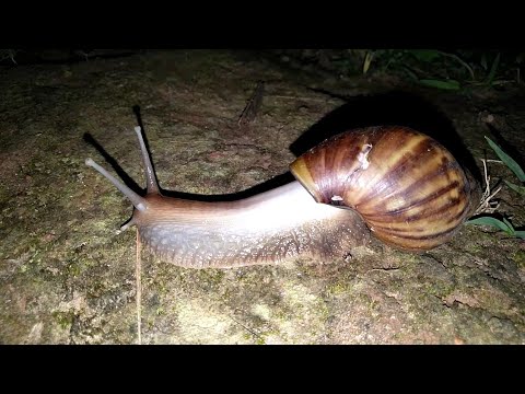 BIG ENOUGH BUT SLOW - YouTube