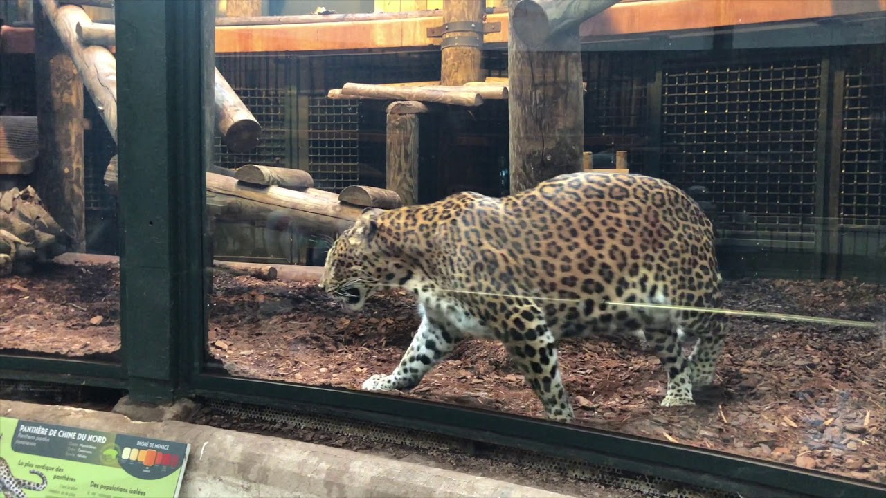 Ménagerie du jardin des plantes Paris 2019 YouTube