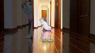 Download Lagu Kucing Tanpa Kaki dan Majikan yang Tulus🥺🐱 MP3 Download Lagu Kucing Tanpa Kaki dan Majikan yang Tulus🥺🐱 MP3