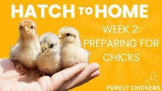 Hatch to Home: Week 2 Preparing for Chicks