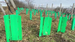 První Zimní Řez Mladé Vinice - Pokus 3 Druhy Řezu - 1. Díl