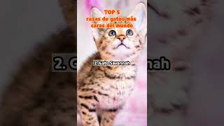 TOP 5 razas de gatos más caras del mundo #ranking #shorts