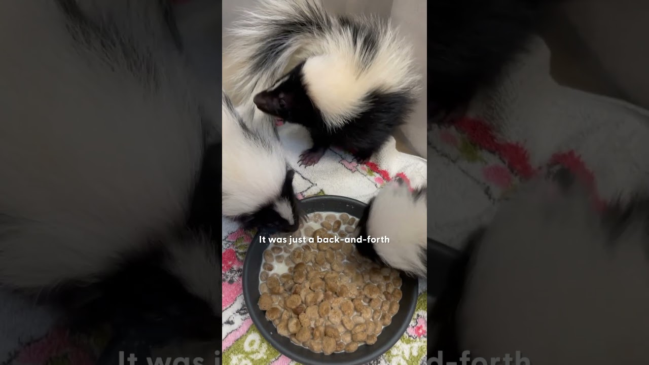Watch These Baby Skunks Grow Up! 🦨 | The Dodo