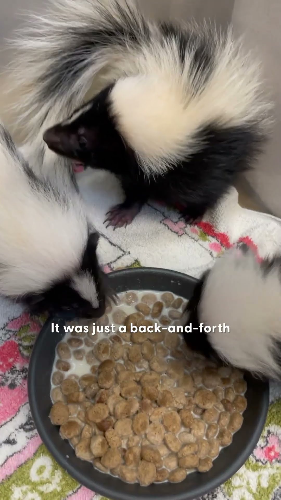 Watch These Baby Skunks Grow Up! ? | The Dodo