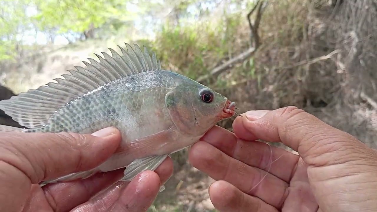 Pescaria raiz de tilápias brutas e  jaguar no rio una só emoção. 