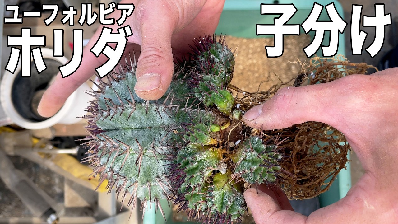 ユーフォルビア ホリダ】鉢がパンパンになってしまったので、子株を