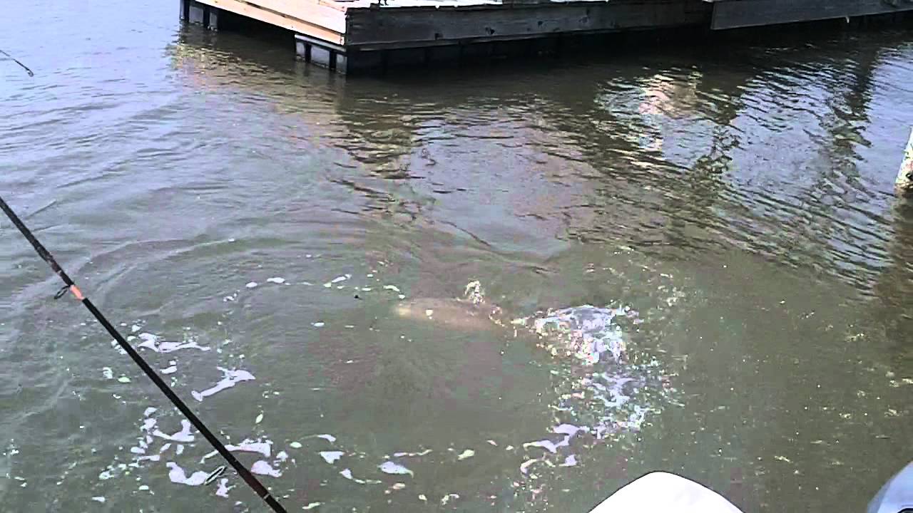 Spottail fishing at Edisto Island, SC June 17, 2009 YouTube