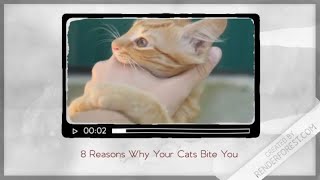 Why Does Your Cats Bite You by kazick o 9 views 2 years ago 1 minute, 35 seconds