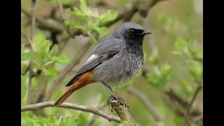 1401. Rehek domácí, Black Redstart, Hausrotschwanz, Zwarte roodstaart, Горихвостка-чернушка