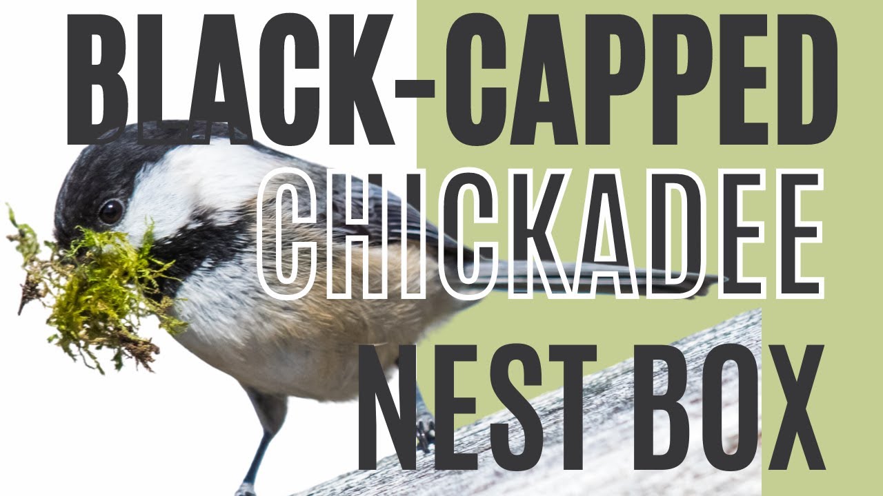 Black-capped Chickadee nesting box - YouTube