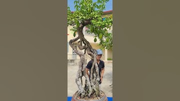 Bonsai Ứng | Giao lưu cùng ace cây khế. Ace xin liên hệ 0934 094 679 Ứng. Xin cảm ơn !!!