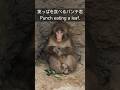 葉っぱを食べるパンチ君 Punch eating a leaf. 市川市動植物園 Ichikawa City Zoo