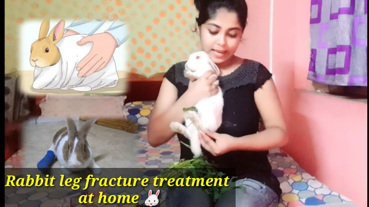 Rabbit Leg Fracture Treatment At Home How To Treat Rabbit Broken Legs Rabbit Care Youtube