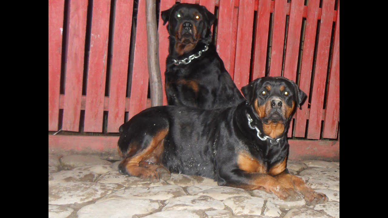 Rottweiler 2014 By Onel Marcel