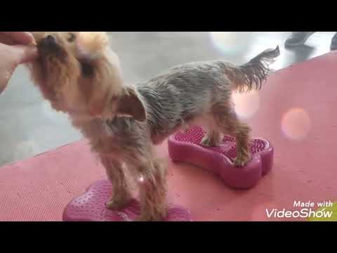Video: Patelární luxace u psů