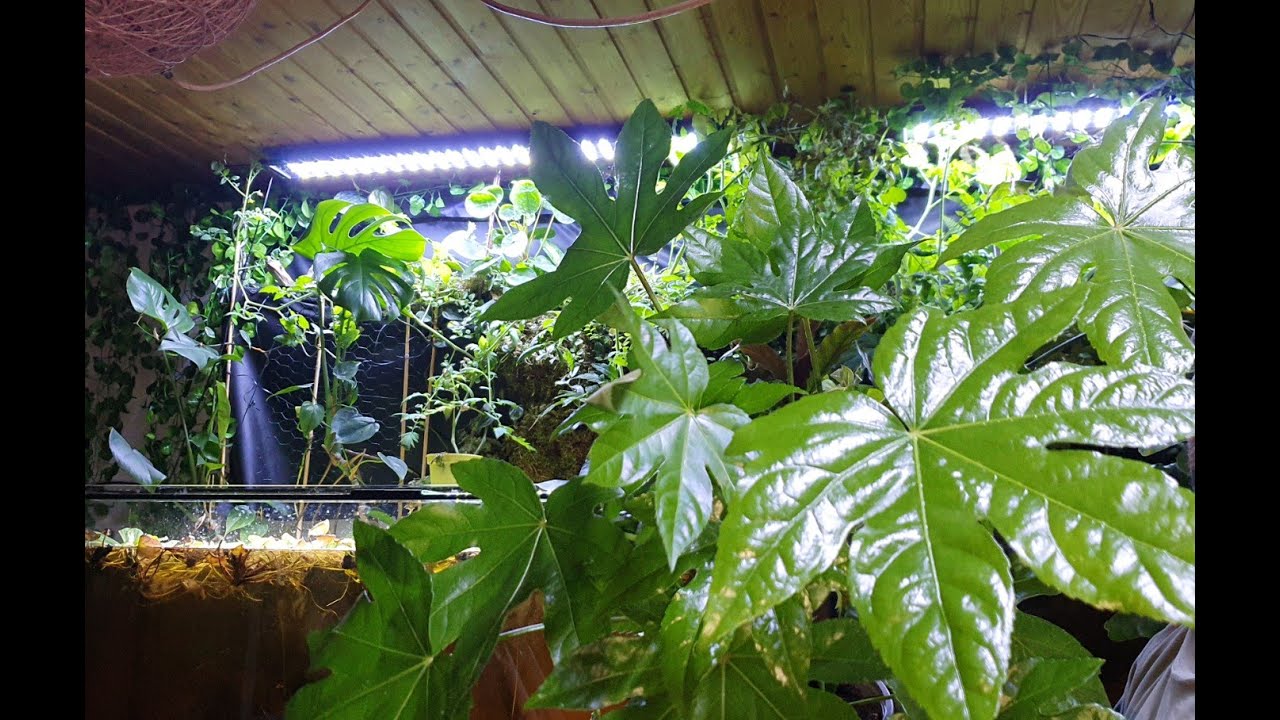 Fatsia (Zimmeraralie) | Pflege, Standort, Vermehrung