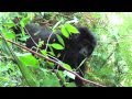 Face to Face with the Endangered Mountain Gorilla - Nkuringo Group, Bwindi Impenetrable Forest