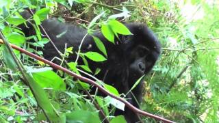 Face to Face with the Endangered Mountain Gorilla - Nkuringo Group, Bwindi Impenetrable Forest