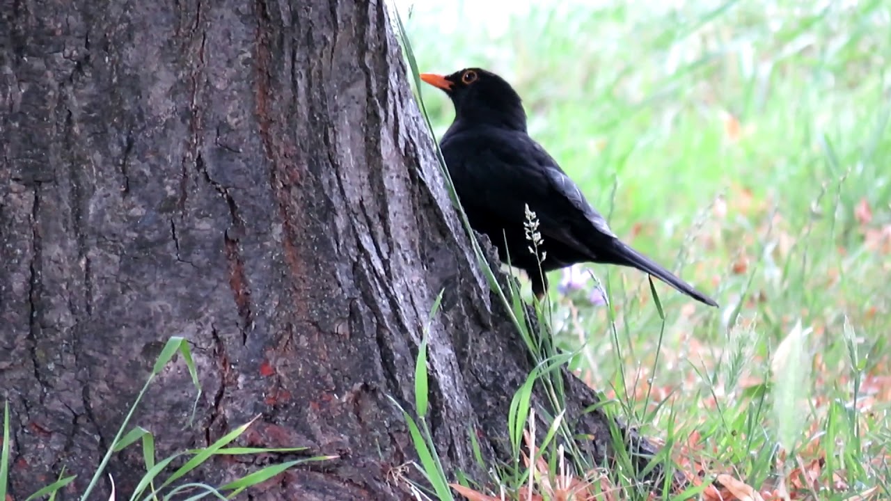 A blackbird and a tree 