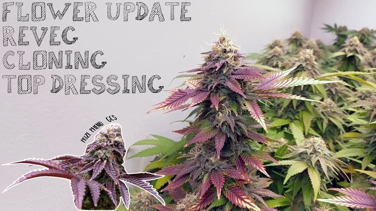 HOME GROW GUIDE REVEG, CLONING, TOP DRESSING CANNABIS MARIJUANA PLANTS YouTube