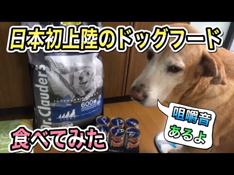 【ASMR】日本初上陸のドッグフードを食べてみたラブラドールレトリバー！【やっぱりラブラドールレトリバーLabrador】