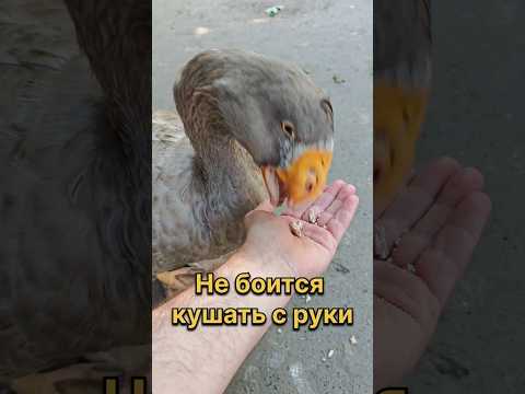 Гусак не боится кушать с руки! #гусь #гусак #гуси #животные #animals #птицы #домашниеживотные