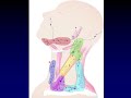 Neck Anatomy 2: Lymph Nodes