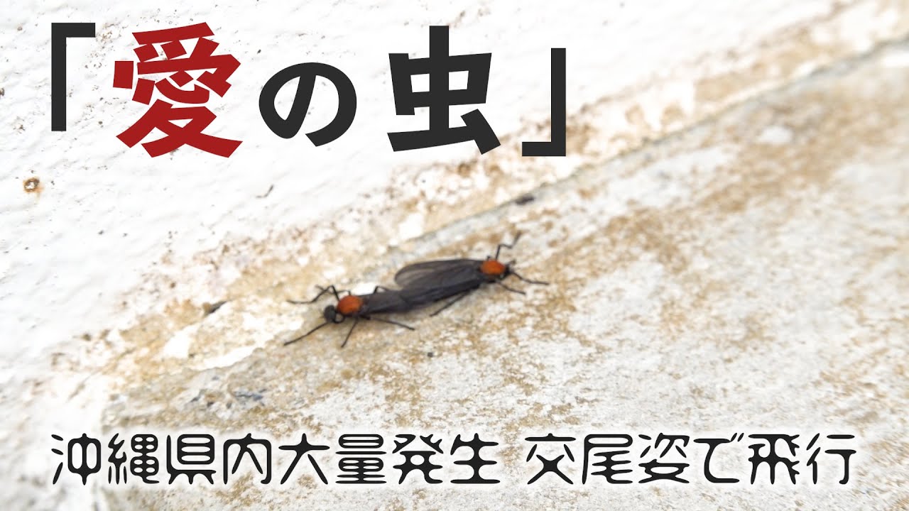 閲覧注意 愛の虫 沖縄で大量発生 ペアで飛ぶ外来種 Youtube