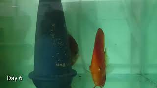 Discus fish from eggs to fry - 18 days growth progress