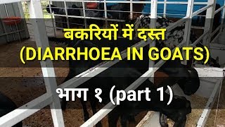 बकरियों में दस्त (Diarrhoea in Goats) कारण लक्षण उपाय और प्रतिबंध