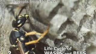 Life Cycle of Wasps & Bees.wmv