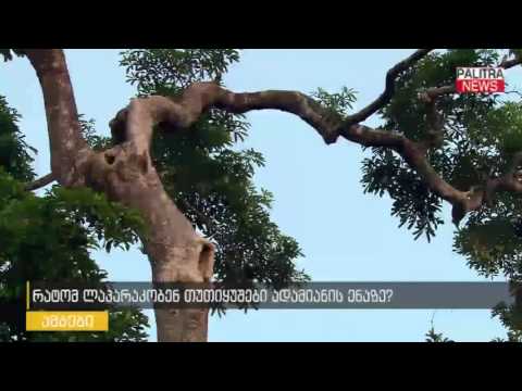 რატომ ლაპარაკობენ თუთიყუშები ადამიანის ენაზე