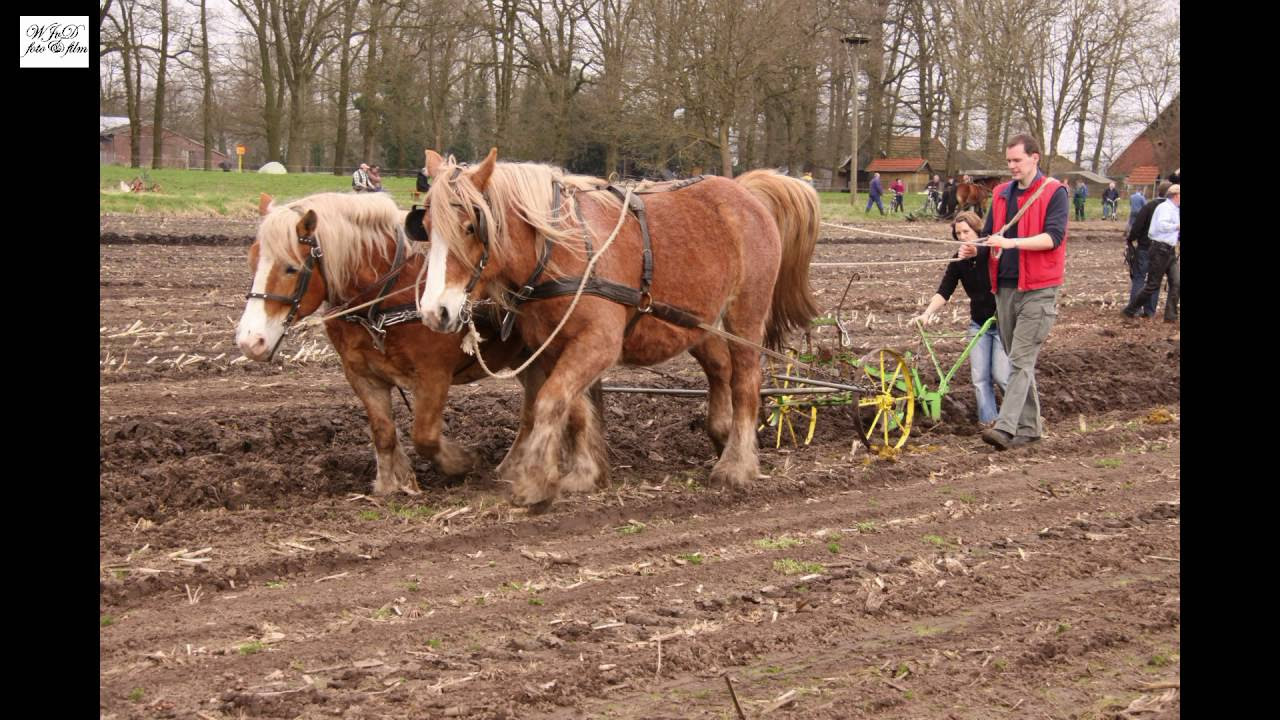 Werkpaarden