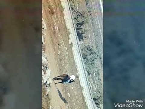 عمرو عياش شد الاصيل
