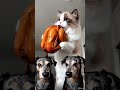 Kasper. Почему.