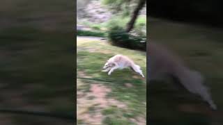 Just found this vid of Esper RIPPING some #spins in 2018 #borzoi #dogs #zoomies #doglife