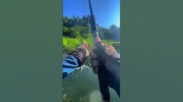 Câu cá lóc - Lóc bông , bậc thầy của sự hung tợn #giaitribinhthuan #caucaloc #câulure #shorts