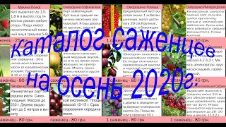 Каталог колоновидных саженцев, малина, смородина и др. на осень 2020 год