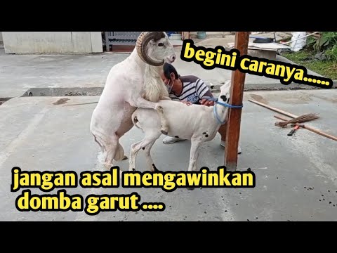 Video: Cara Mengasinkan Domba Untuk Barbekyu