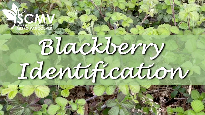 Blackberry Identification