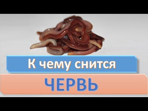 К чему снится ЧЕРВЬ | СОННИК