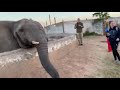 Elephant Smacks Girl And Tries To Steal Phone | Daily Dose of Animals #16