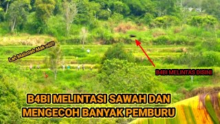 2X B4BI MELINTASI SAWAH DAN MENGECOH PARA PEMBURU | Urang Paburu Channel