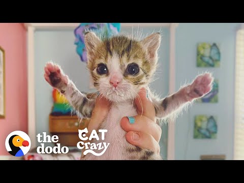 The Tiniest Rescue Kitten Makes The Cutest Little Noises | The Dodo Cat Crazy