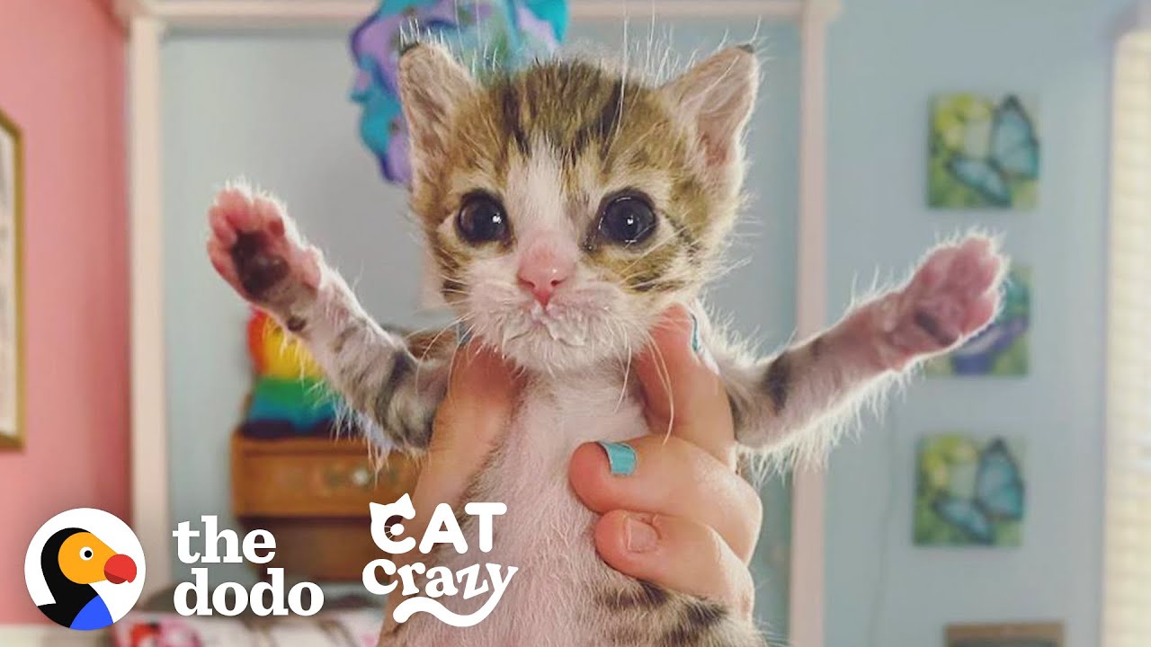 ⁣The Tiniest Rescue Kitten Makes The Cutest Little Noises | The Dodo Cat Crazy