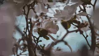 Deep Workday Serenity | Ambient Melodies for 10 Hours | #DeepWorkdaySerenity