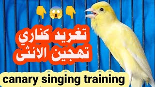 افضل تغريد كناري لتسميع و تهييج الاناث للتزاوج  canary singing training